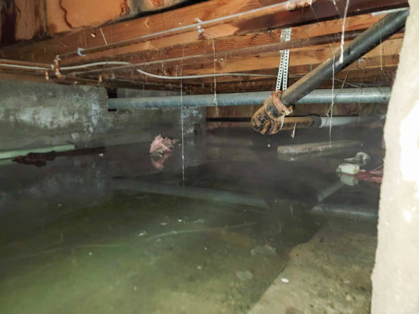 Best Emergency water damage restoration  in Lambertville, MI